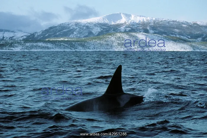 : Killer whale - this population of killer whales : Killer whale - this population of killer whales
