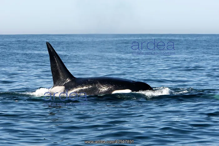 : Killer Whale - Transient type - Adult male : Killer Whale - Transient type - Adult male