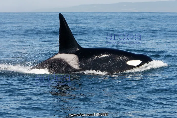 : Killer Whale - Transient type - Adult male : Killer Whale - Transient type - Adult male