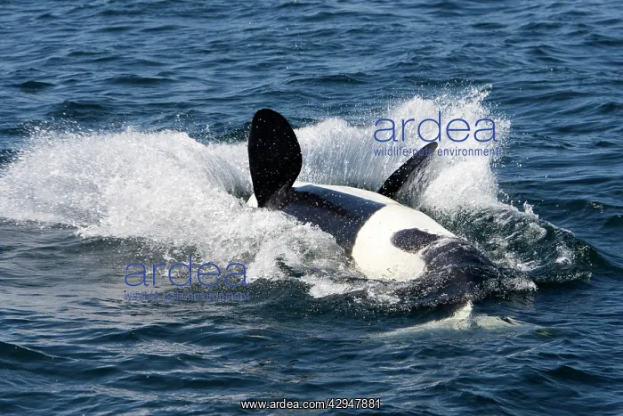: Killer Whale - Transient type - End of a breach: : Killer Whale - Transient type - End of a breach: