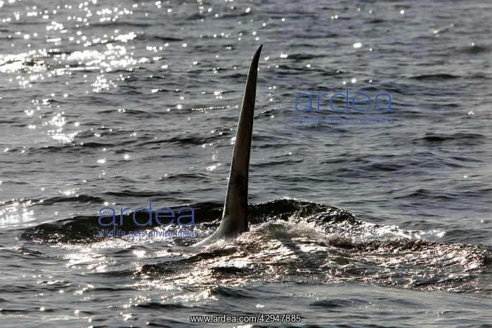 : Killer Whale - Transient type - Tall straight dorsal : Killer Whale - Transient type - Tall straight dorsal
