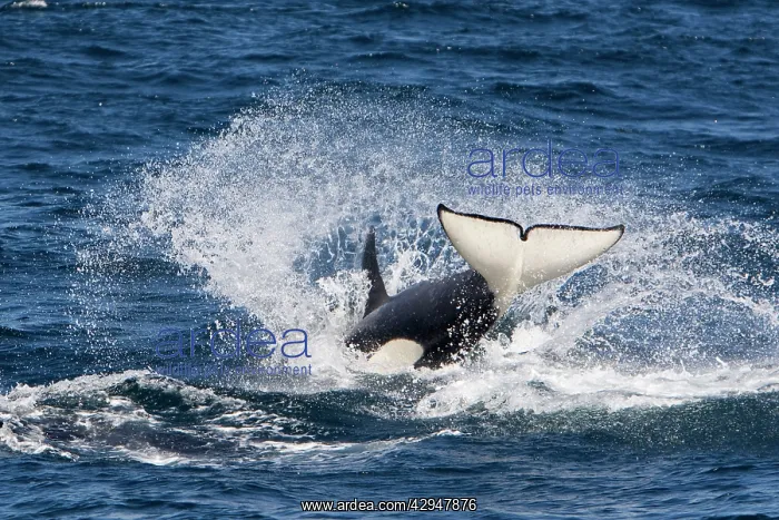 : Killer whale, Transient type - whale re-entering : Killer whale, Transient type - whale re-entering