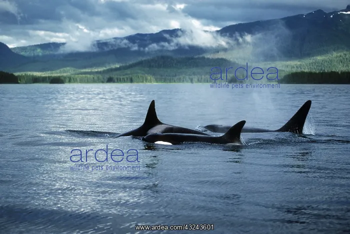  : Killer whales Killer whales
