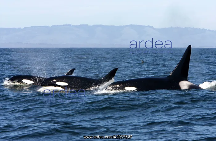 : Killer whales / Orca - transient type : Killer whales / Orca - transient type