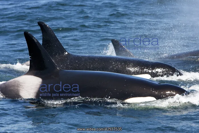 : Killer whales / Orca - transient type : Killer whales / Orca - transient type