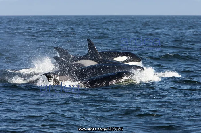 : Killer whales / Orca - transient type : Killer whales / Orca - transient type