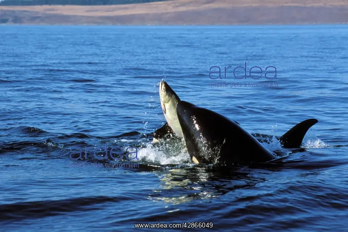 : Killer whales / Orcas - playing with salmon they : Killer whales / Orcas - playing with salmon they