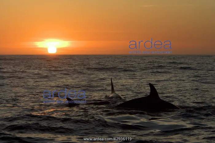 : Killer whales / Orcas - A pod of Transient type : Killer whales / Orcas - A pod of Transient type