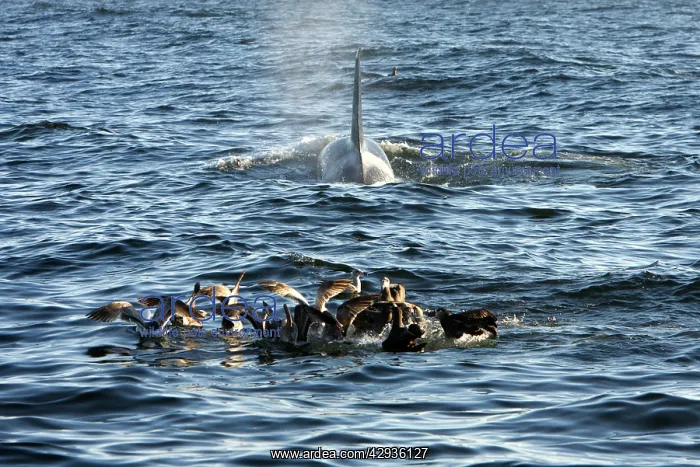 : Killer whales / Orcas - A pod of Transient type : Killer whales / Orcas - A pod of Transient type