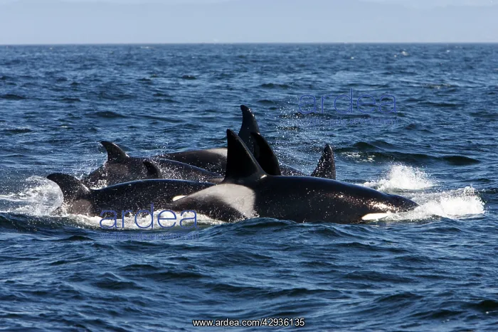 : Killer whales / Orcas - A pod of Transient type : Killer whales / Orcas - A pod of Transient type