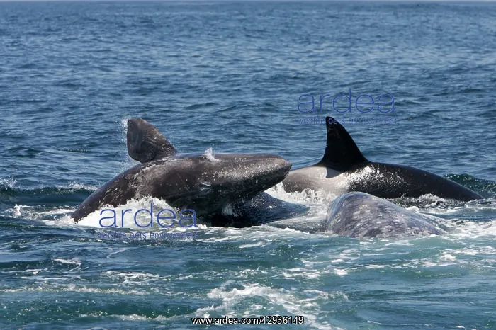 : Killer whales / Orcas - A pod of Transient type : Killer whales / Orcas - A pod of Transient type