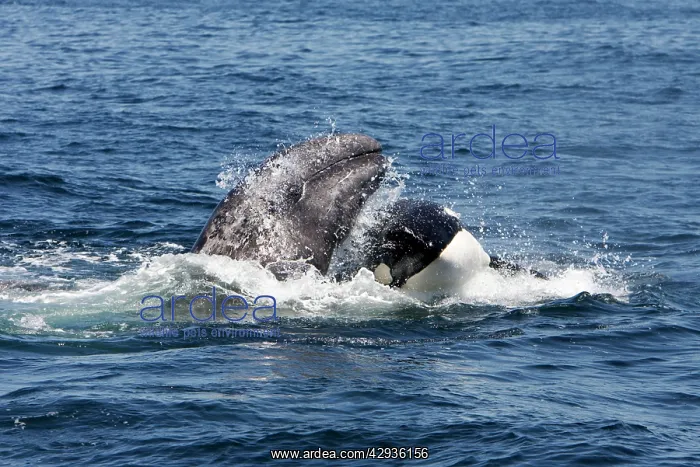 : Killer whales / Orcas - A pod of Transient type : Killer whales / Orcas - A pod of Transient type