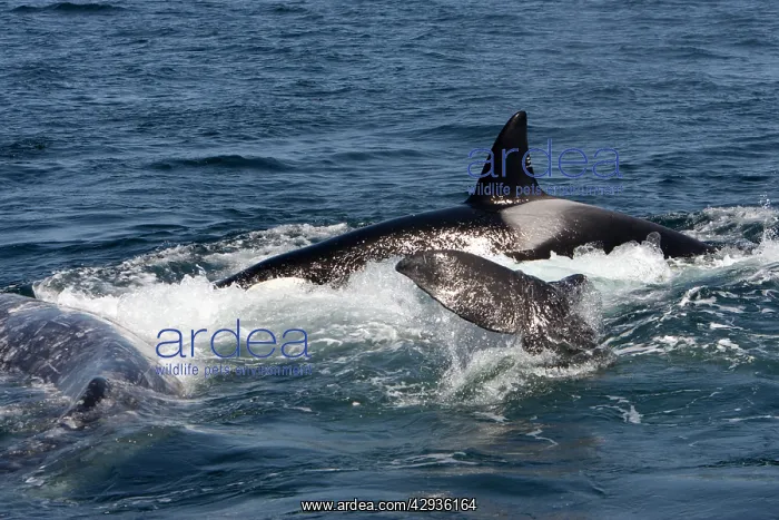 : Killer whales / Orcas - A pod of Transient type : Killer whales / Orcas - A pod of Transient type