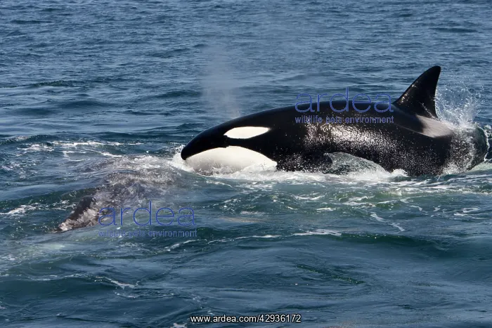 : Killer whales / Orcas - A pod of Transient type : Killer whales / Orcas - A pod of Transient type