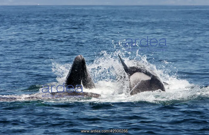 : Killer whales / Orcas - A pod of Transient type : Killer whales / Orcas - A pod of Transient type