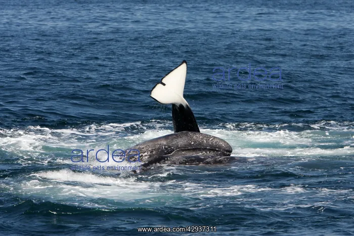 : Killer whales / Orcas - A pod of Transient type : Killer whales / Orcas - A pod of Transient type