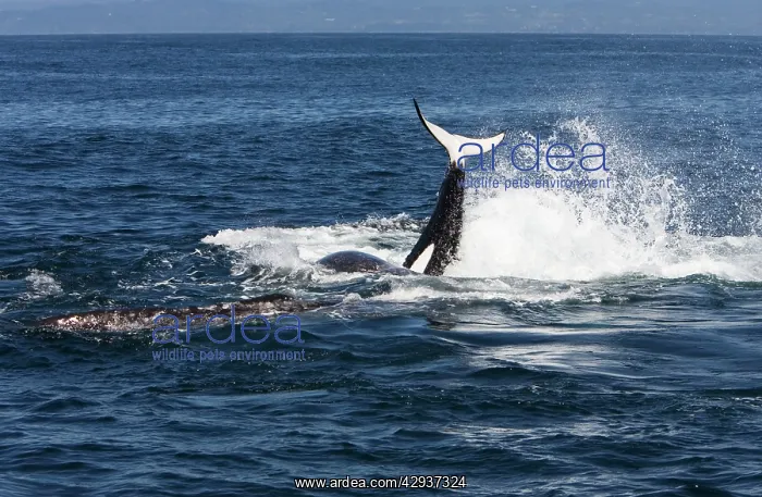 : Killer whales / Orcas - A pod of Transient type : Killer whales / Orcas - A pod of Transient type