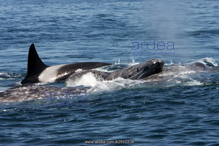 : Killer whales / Orcas - A pod of Transient type : Killer whales / Orcas - A pod of Transient type
