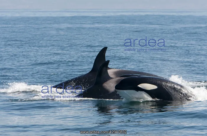 : Killer Whales - Transient type : Killer Whales - Transient type