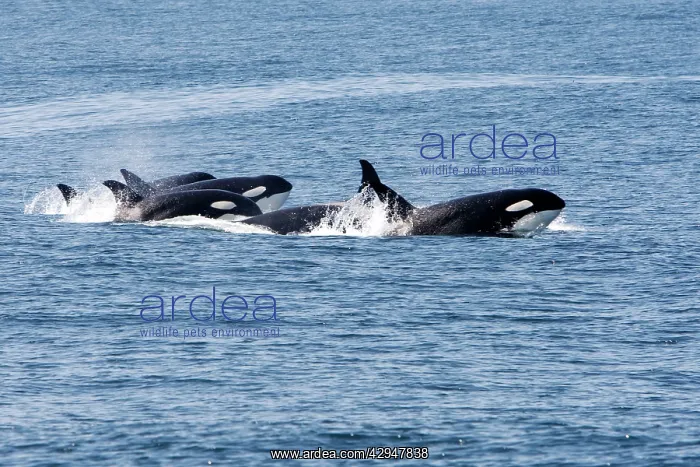 : Killer Whales - Transient type : Killer Whales - Transient type