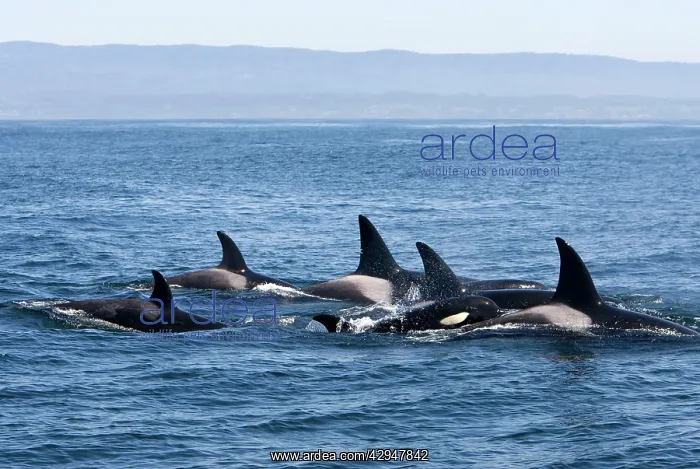 : Killer Whales - Transient type : Killer Whales - Transient type