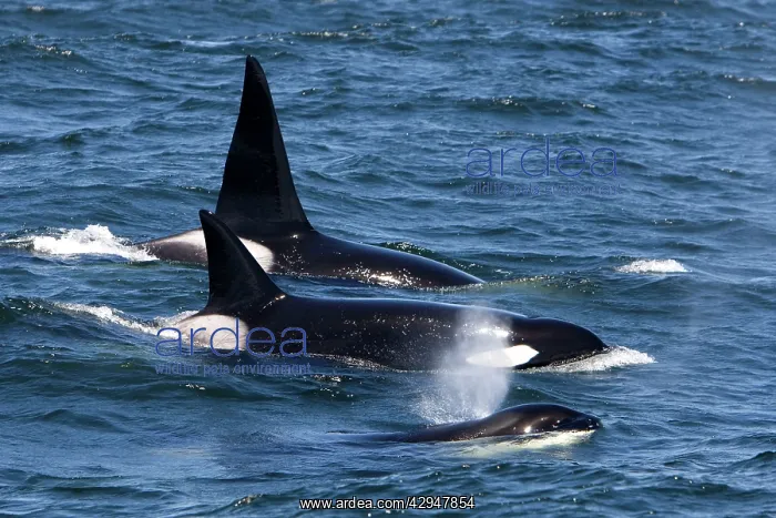 : Killer Whales - Transient type : Killer Whales - Transient type