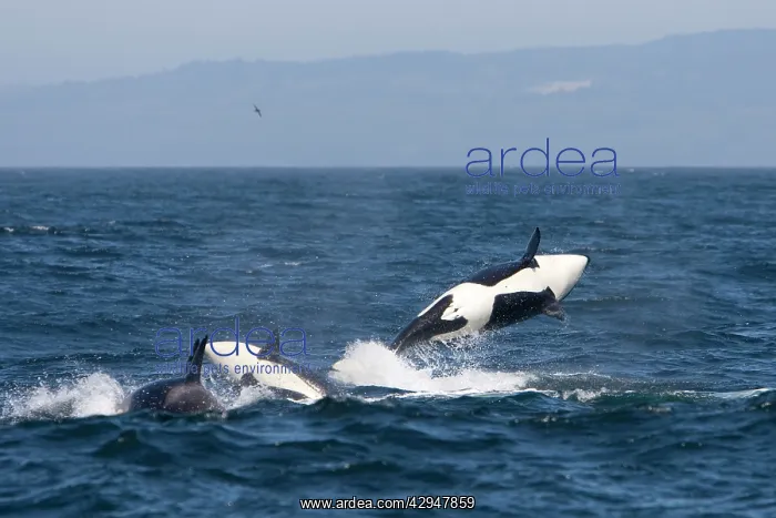 : Killer Whales - Transient type - Breaching during : Killer Whales - Transient type - Breaching during