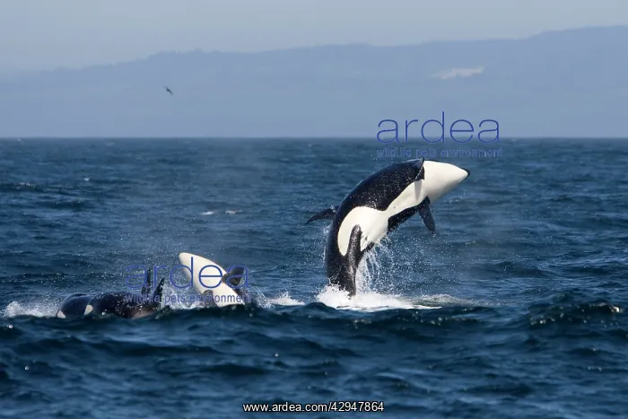 : Killer whales, Transient type - breaching during : Killer whales, Transient type - breaching during