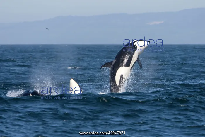 : Killer whales, Transient type - Breaching during : Killer whales, Transient type - Breaching during
