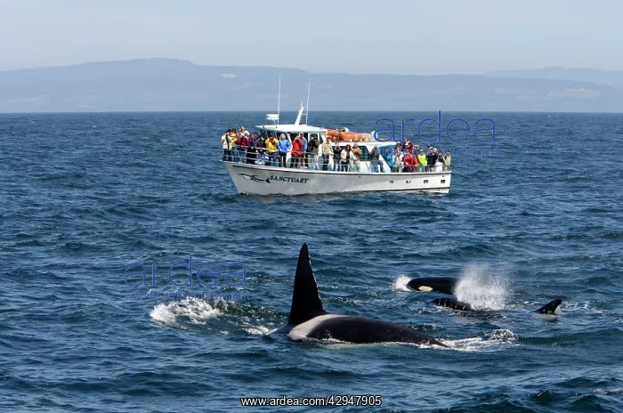 : Killer Whales - Transient type - and whale watching : Killer Whales - Transient type - and whale watching