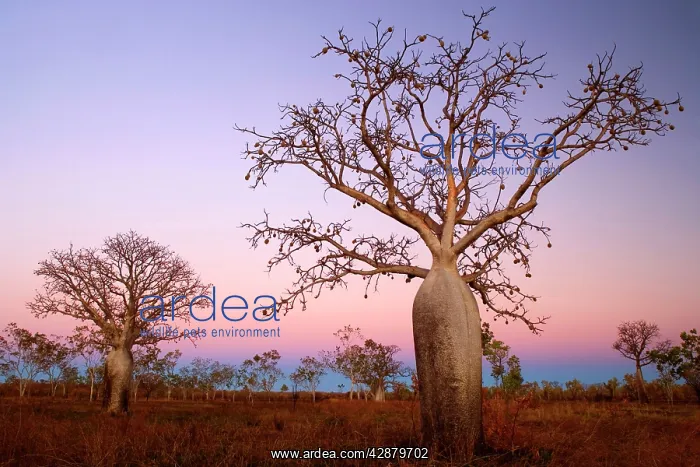 : Kimberley Baobab / Boabs - bushland and a few bizarre : Kimberley Baobab / Boabs - bushland and a few bizarre
