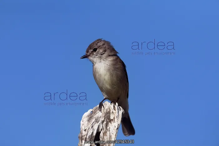  : Kimberley Flycatcher  /  Brown-tailed Fllycatcher