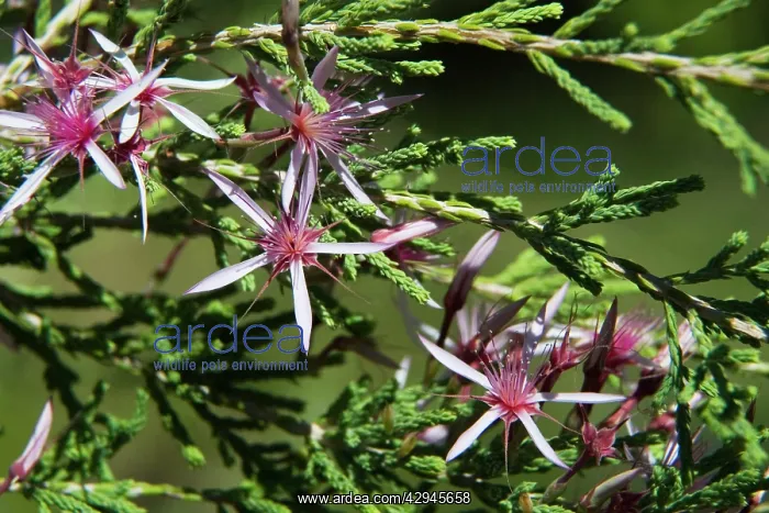 : Kimberley Heather / Kimberley Heath / Turkey Bush : Kimberley Heather / Kimberley Heath / Turkey Bush