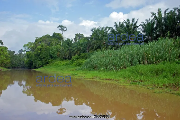 : Kinabatangan River showing destruction of : Kinabatangan River showing destruction of