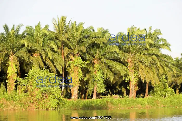 : Kinabatangan River showing destruction of : Kinabatangan River showing destruction of