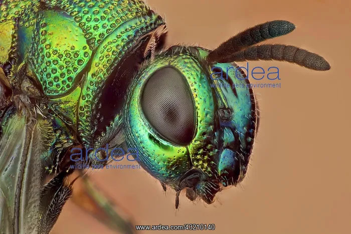 : Some kind of cucko wasp, there arer over 3000 sp : Some kind of cucko wasp, there arer over 3000 sp