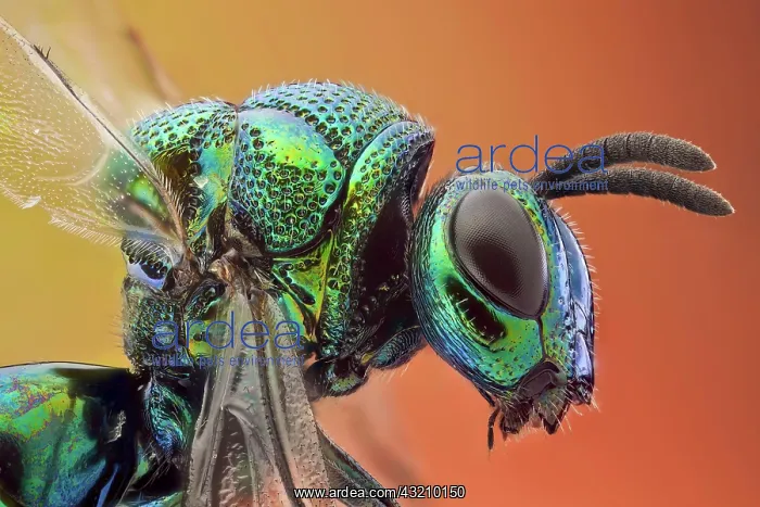 : Some kind of cucko wasp, there arer over 3000 sp : Some kind of cucko wasp, there arer over 3000 sp