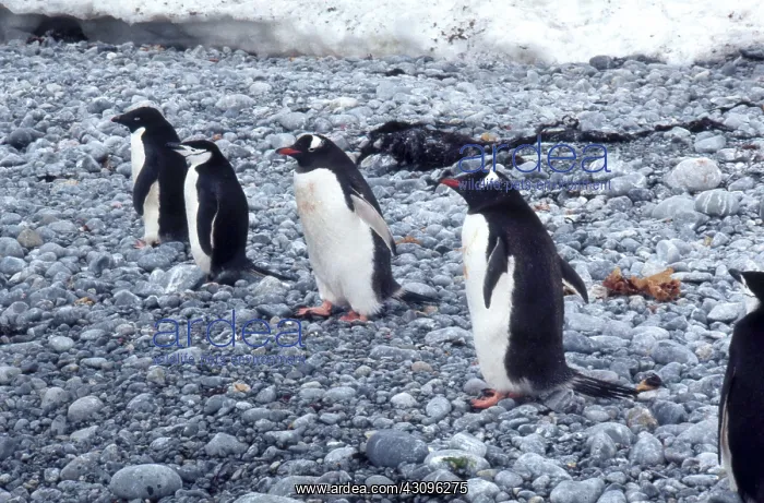: Three Kinds of Penguins : Three Kinds of Penguins