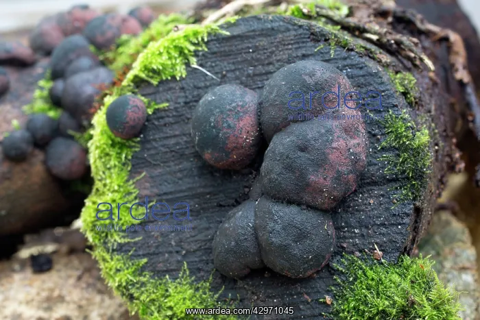 : King Alfred's Cakes Fungi - on Ash Log - Autumn : King Alfred's Cakes Fungi - on Ash Log - Autumn