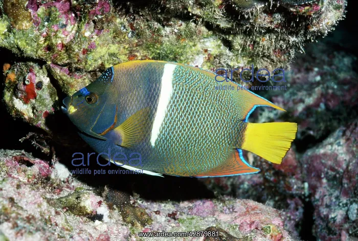 : KING ANGEL FISH : KING ANGEL FISH