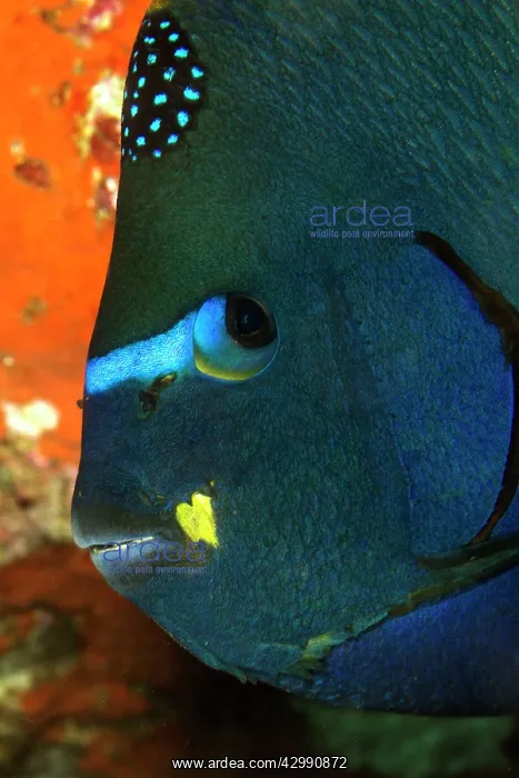 : King Angelfish : King Angelfish