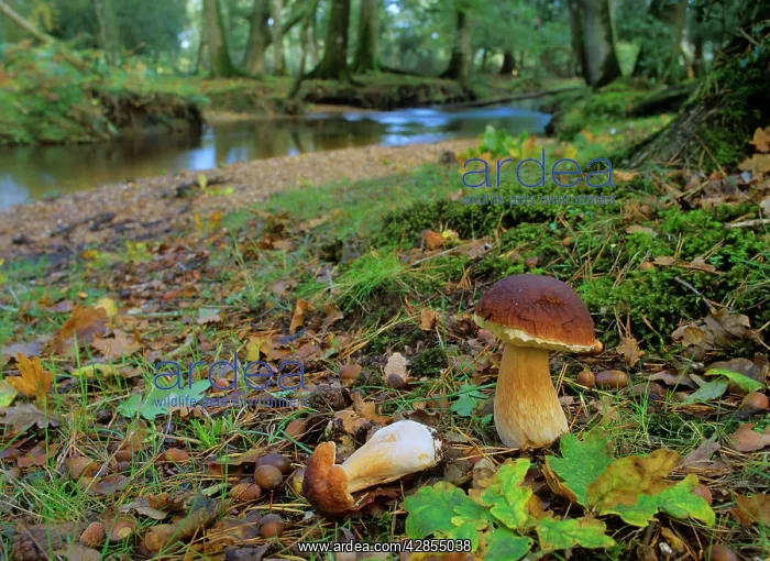 : King bolete - growing in old oak forest with river in autumn : King bolete - growing in old oak forest with river in autumn