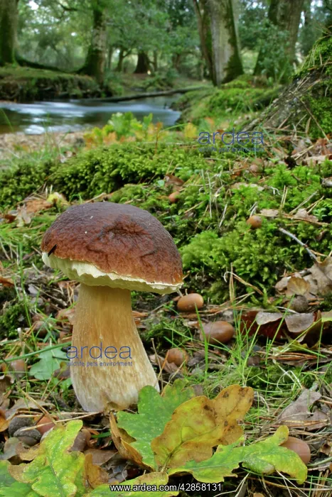 : King bolete - splendid specimen in oak forest : King bolete - splendid specimen in oak forest