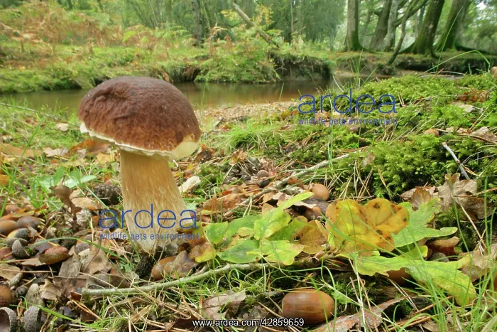 : King bolete - splendid specimen in oak forest : King bolete - splendid specimen in oak forest