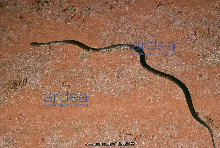 : King Brown / Mulga Snake : King Brown / Mulga Snake