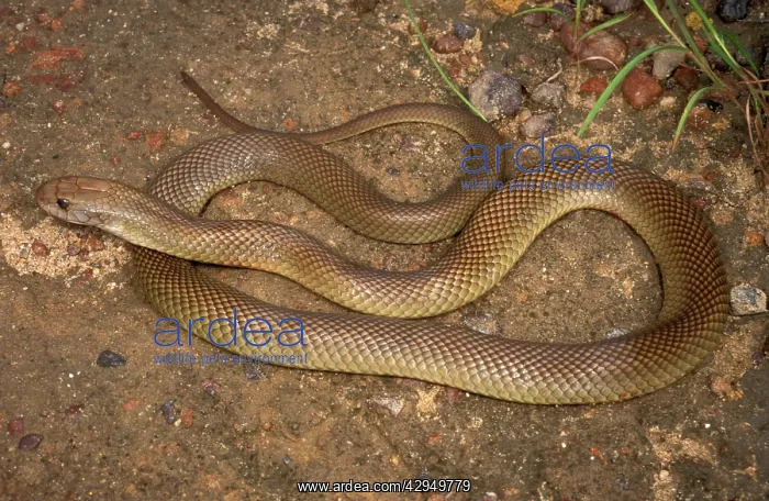: King brown / Mulga snake - very dangerous : King brown / Mulga snake - very dangerous