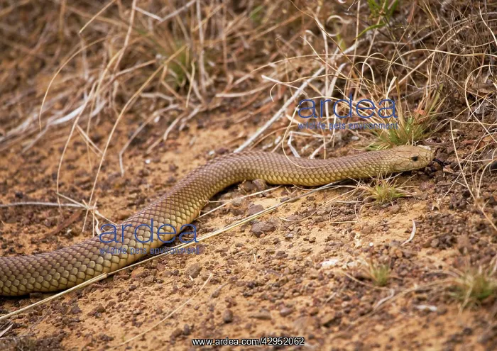 : King Brown / Mulga Snake - with tongue out : King Brown / Mulga Snake - with tongue out