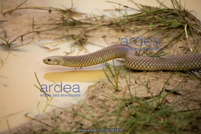 : King Brown / Mulga Snake - at a waterhole where : King Brown / Mulga Snake - at a waterhole where