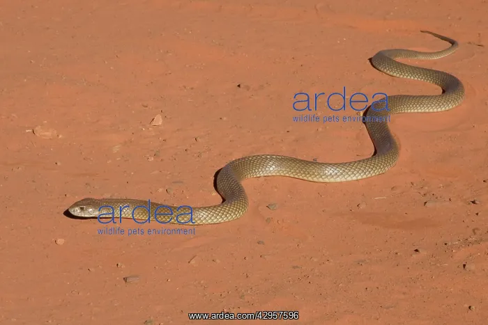 : King Brown Snake - Crossing the sandy road that : King Brown Snake - Crossing the sandy road that
