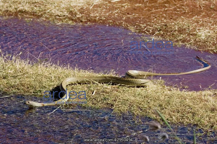 : King Brown Snake - Crossing water : King Brown Snake - Crossing water